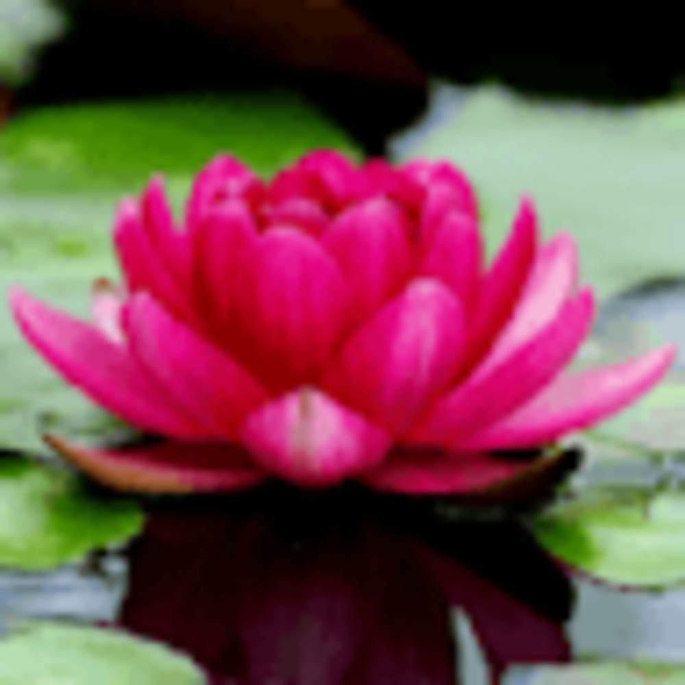 Meet your Posher, Claudia